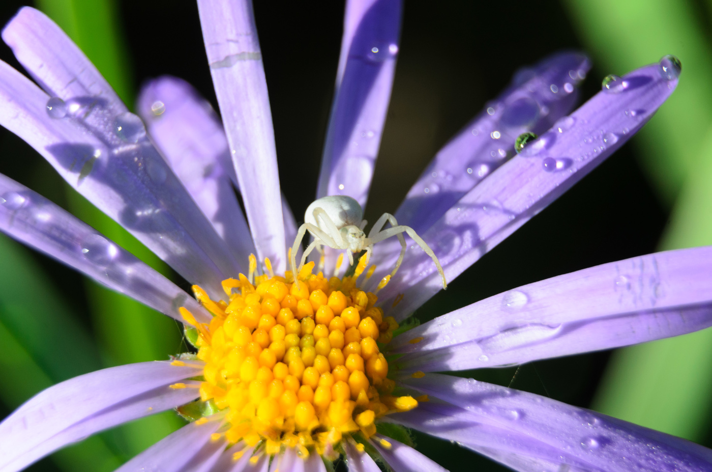 Паук на цветке