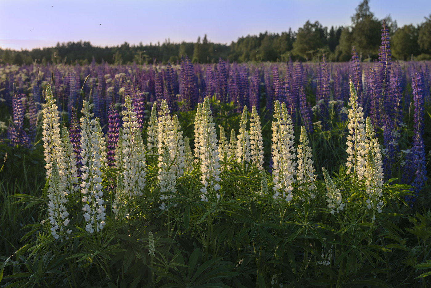 Люпиновые невесты