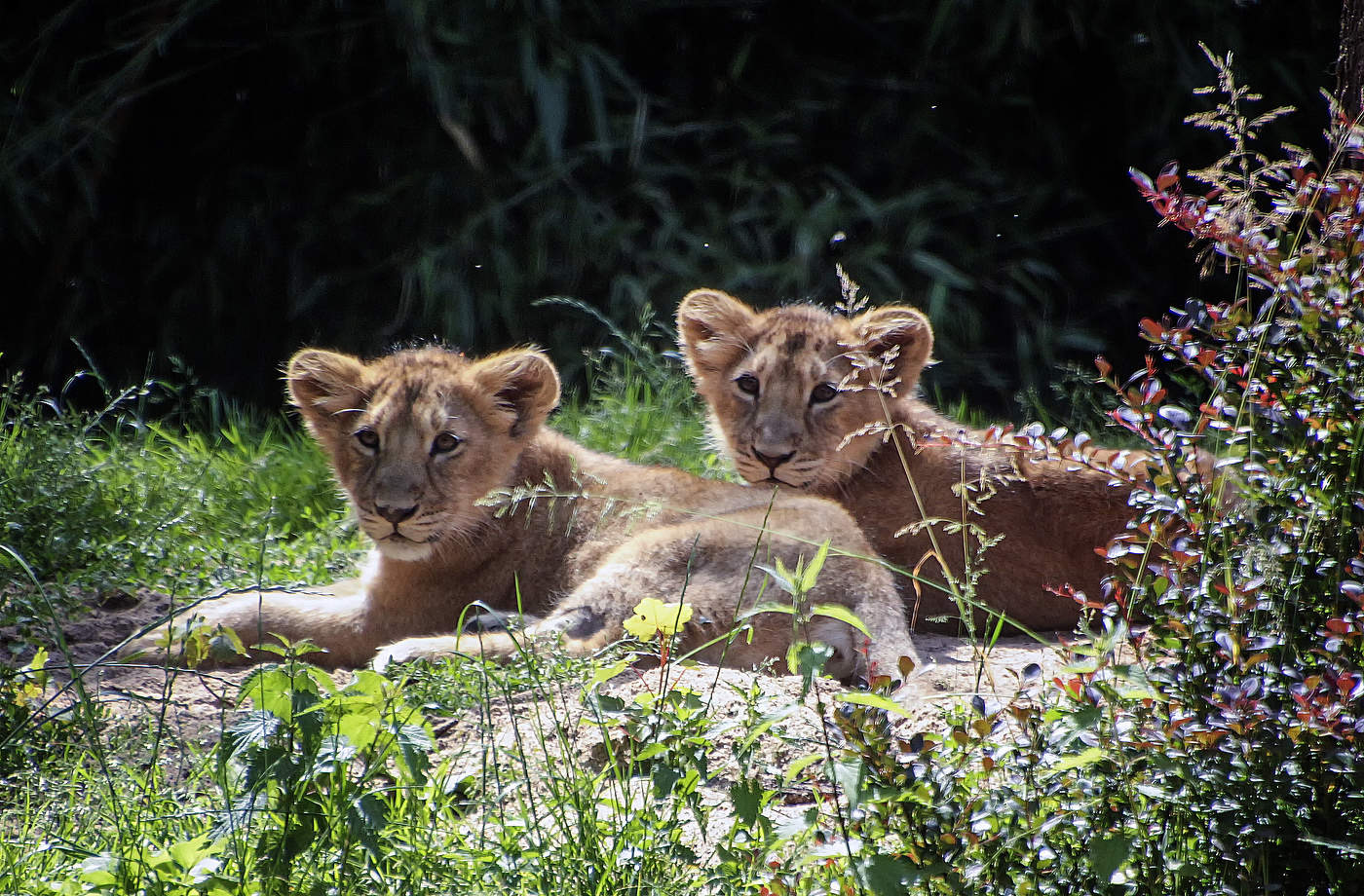 Львята на солнышке