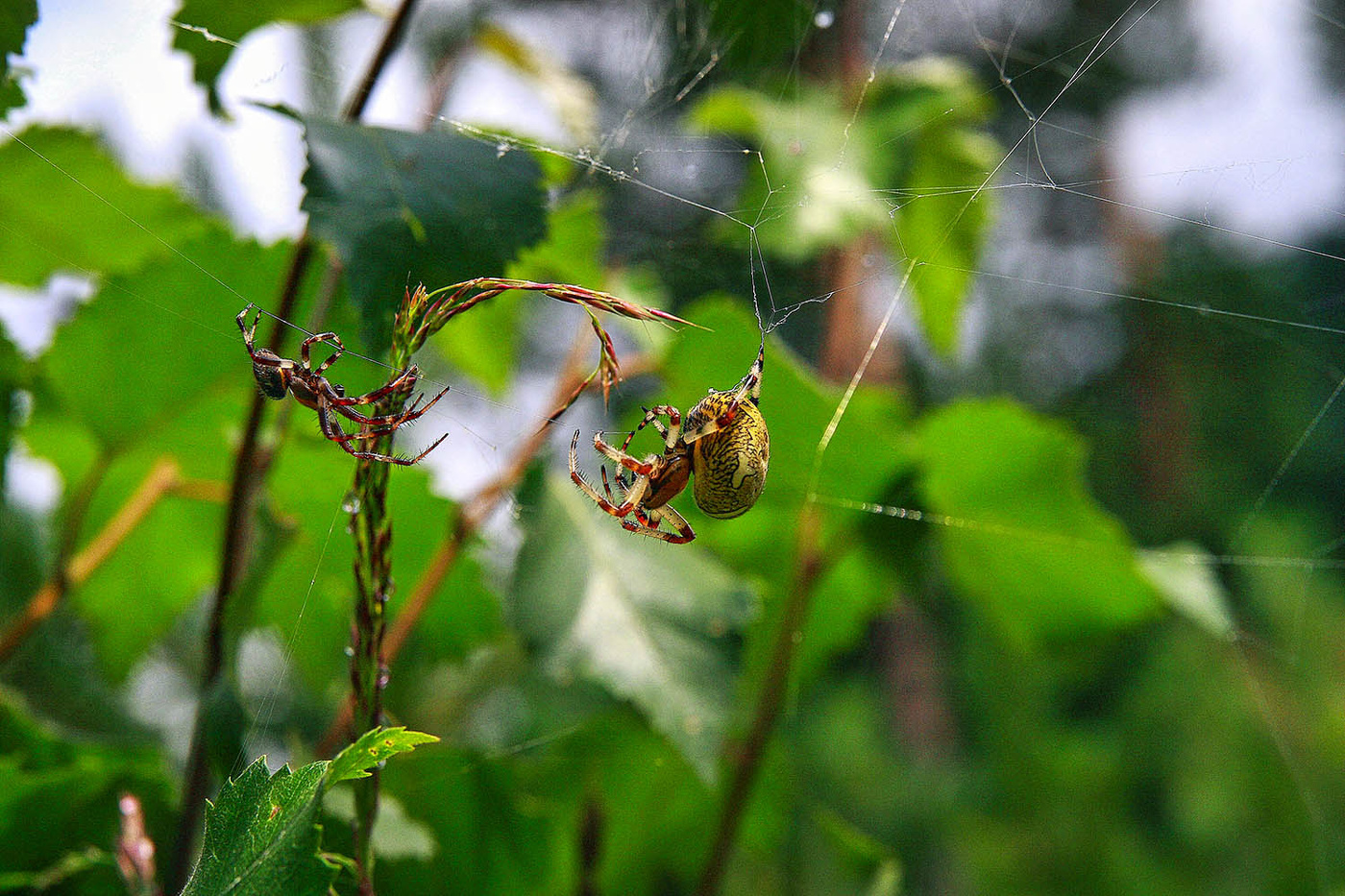 Мадам, я к Вам на обед