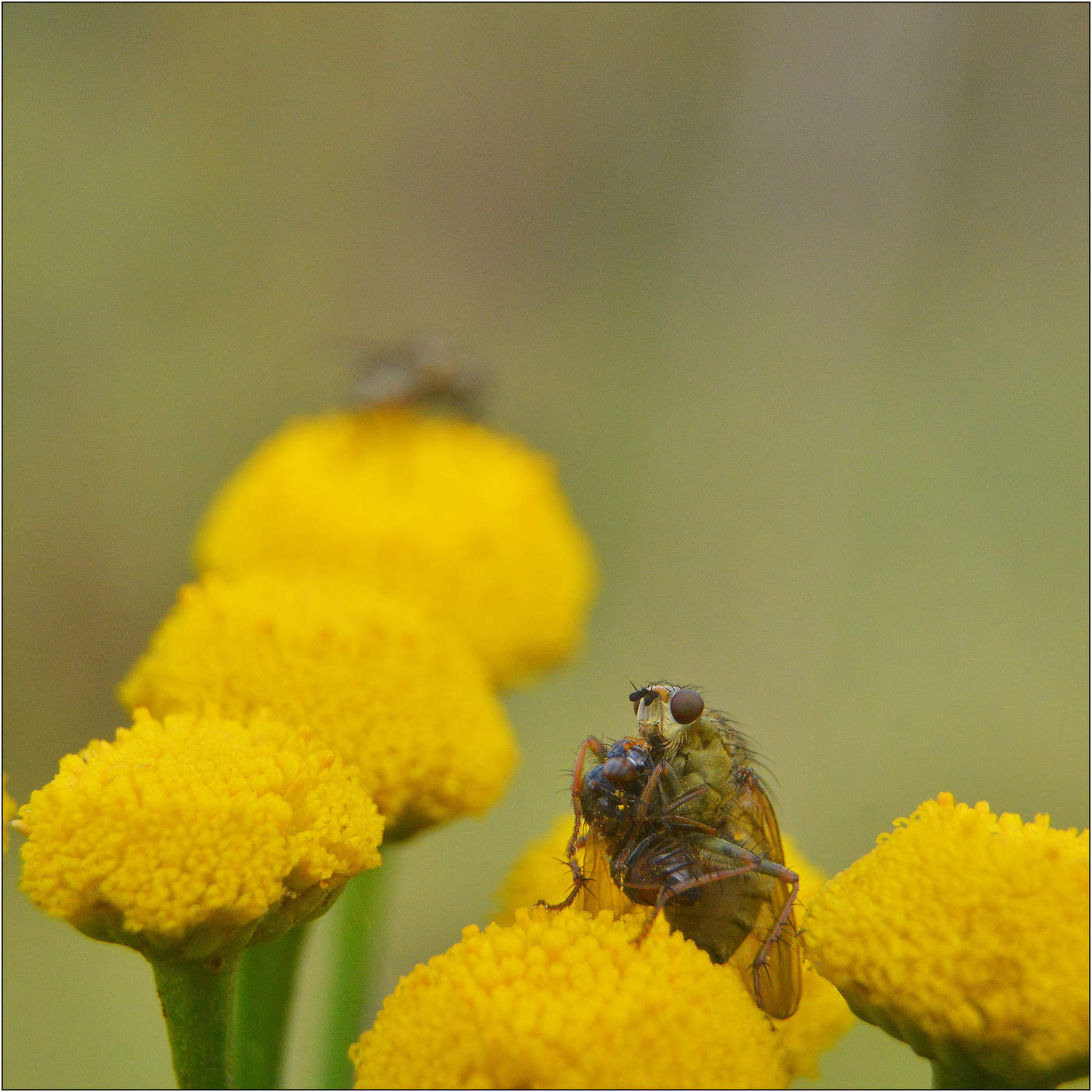 "Я спою тебе колыбельную".