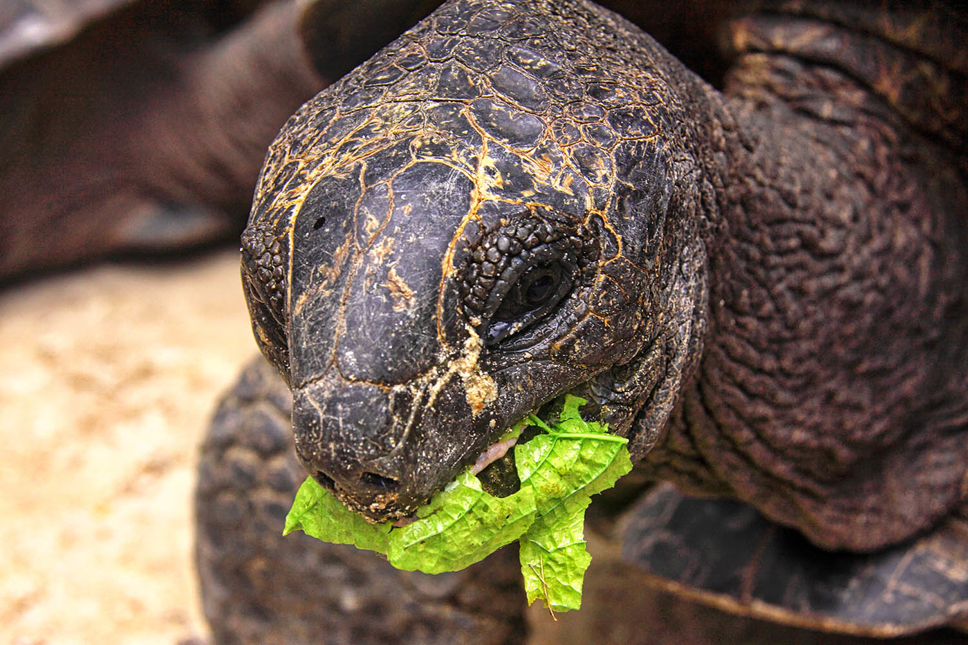 Очень вкусный лист "капустный"