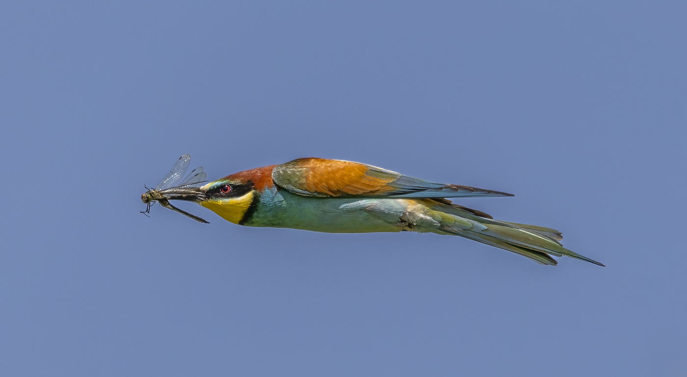 ЩУРКА С ТРОФЕЕМ