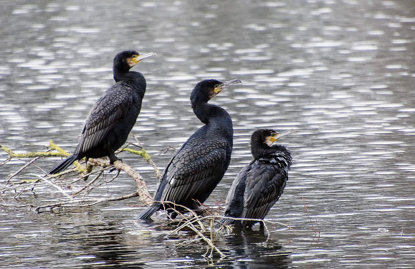 Три товарища