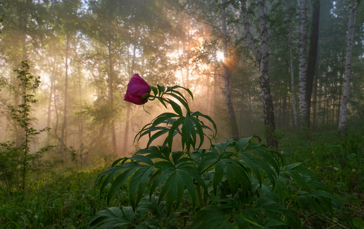 С первыми лучами солнца просыпается природа.