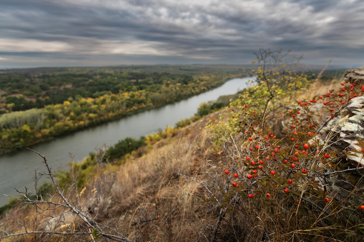 Брызги шиповника