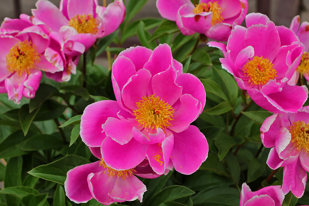 Июнь - время пионов