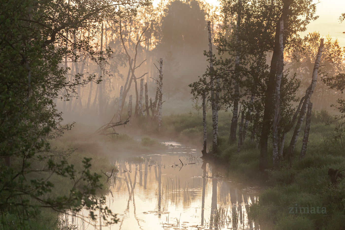 Туманное утро
