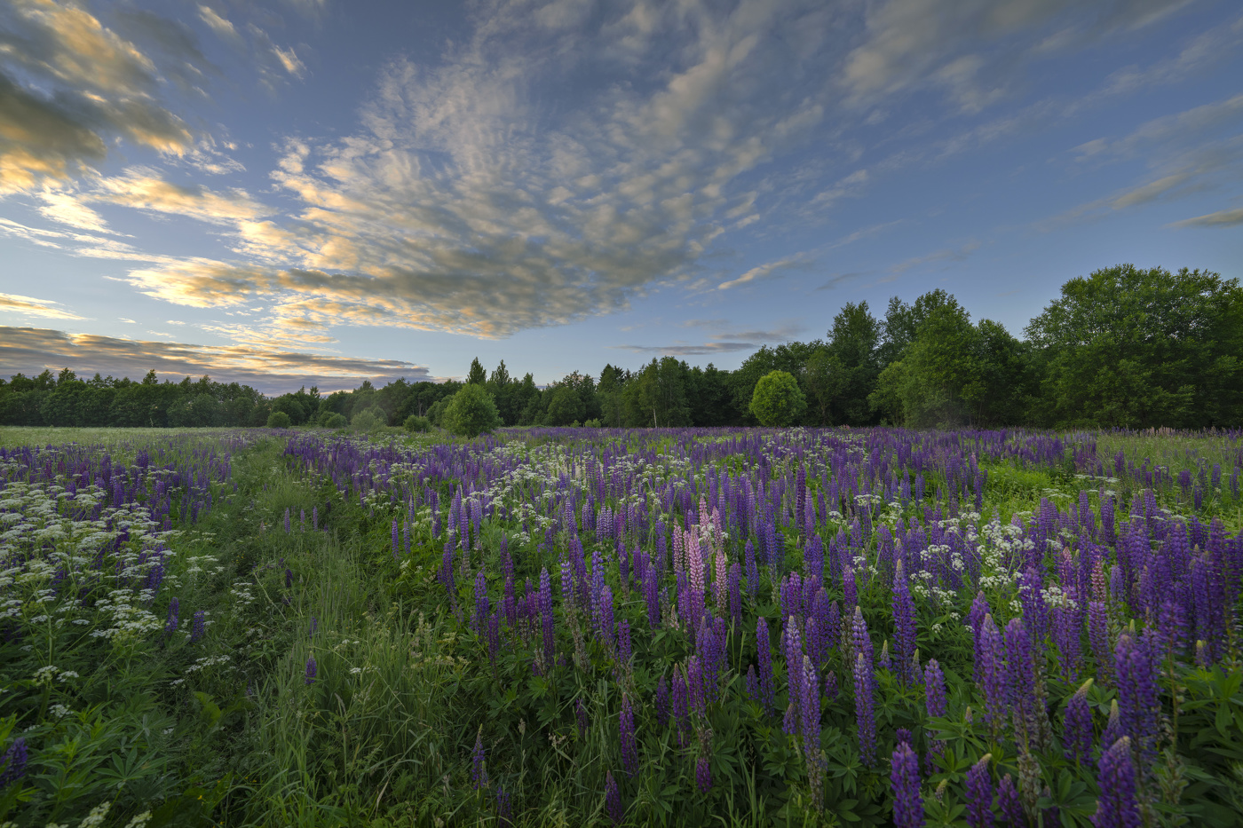 Июньский вечер