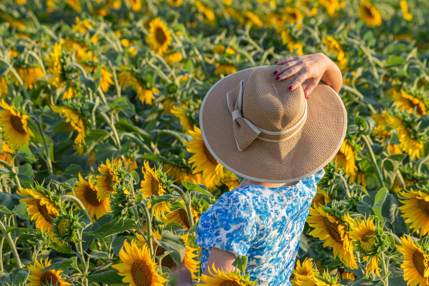 В подсолнухах