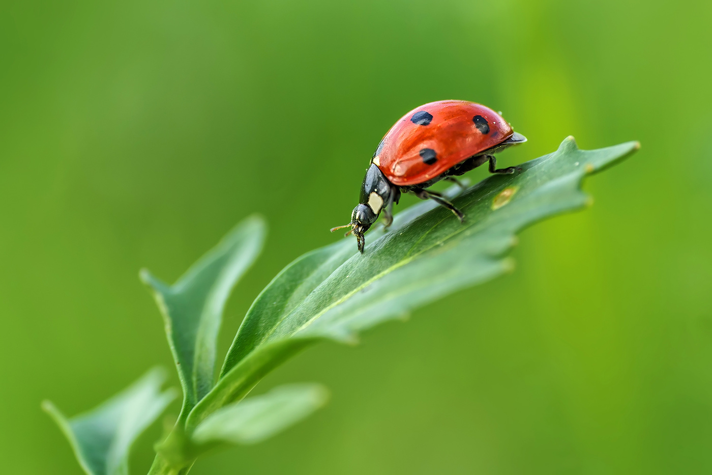 Пятнистая радость из детства