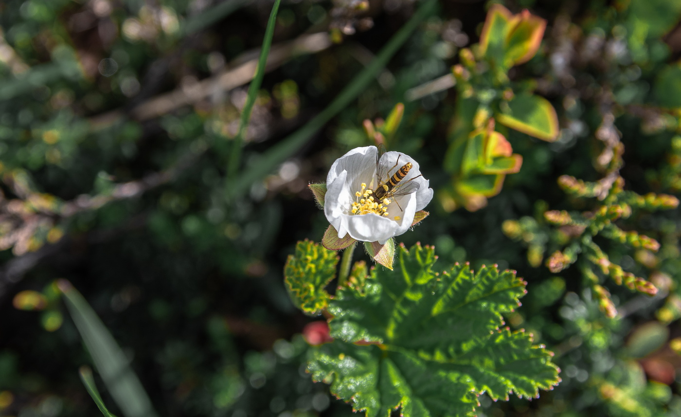 журчалка на морошке