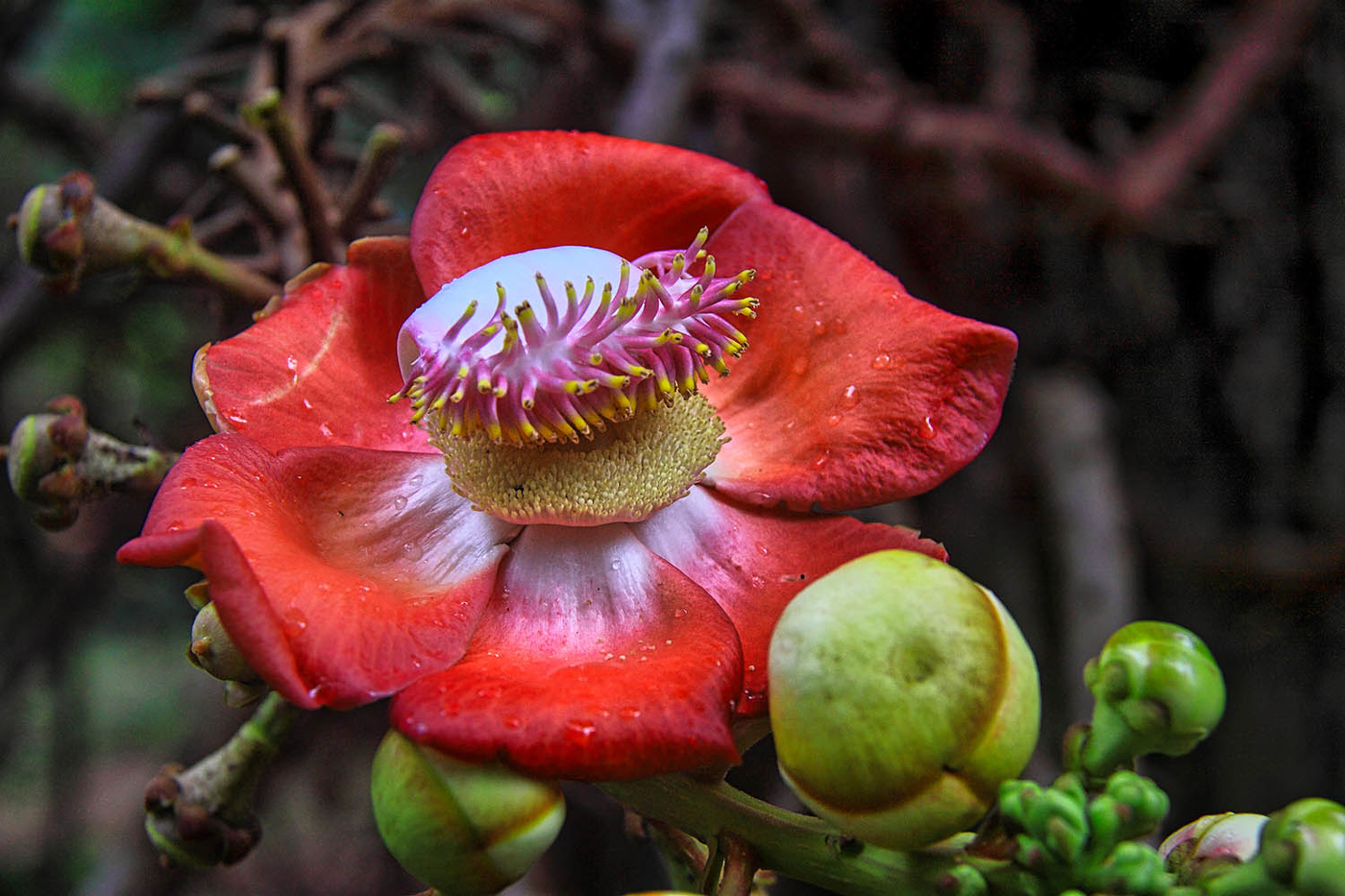 Курупита гвианская