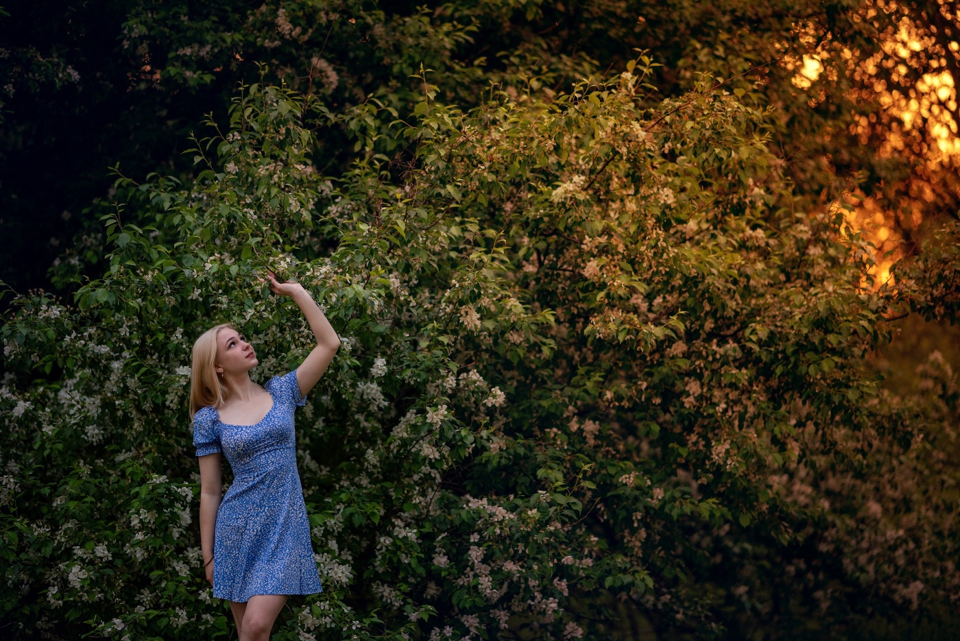 Яблонев цвет