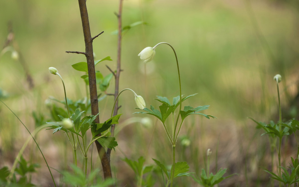 Оживает природа.