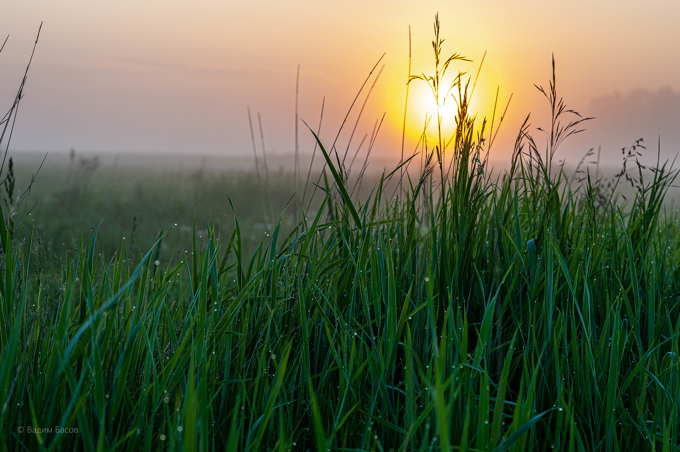 Утренняя роса.