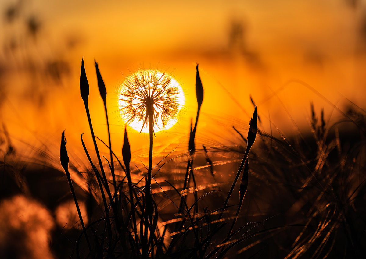 Вечер в траве