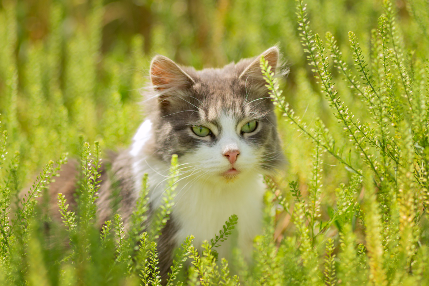 "Портрет незнакомки"