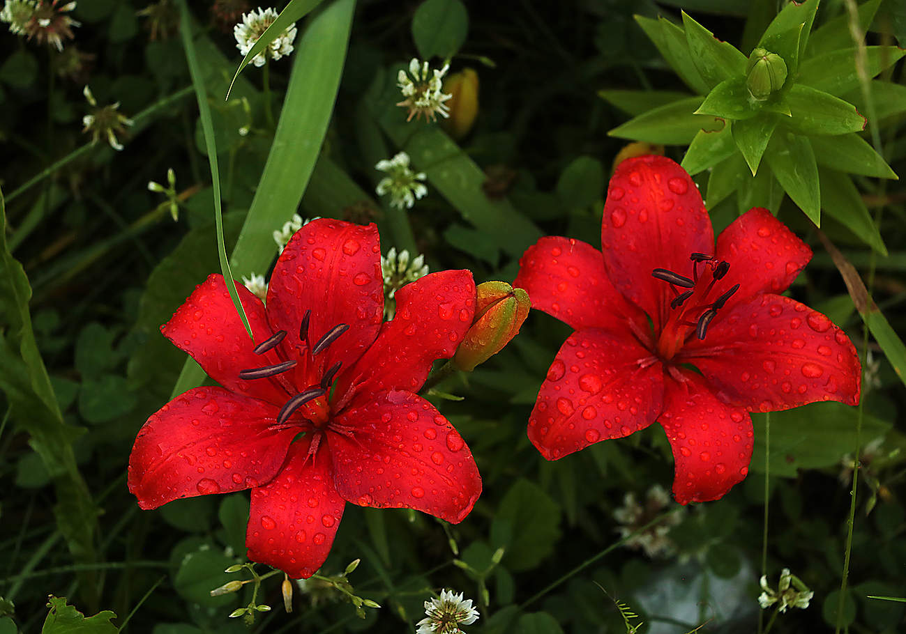 После дождя