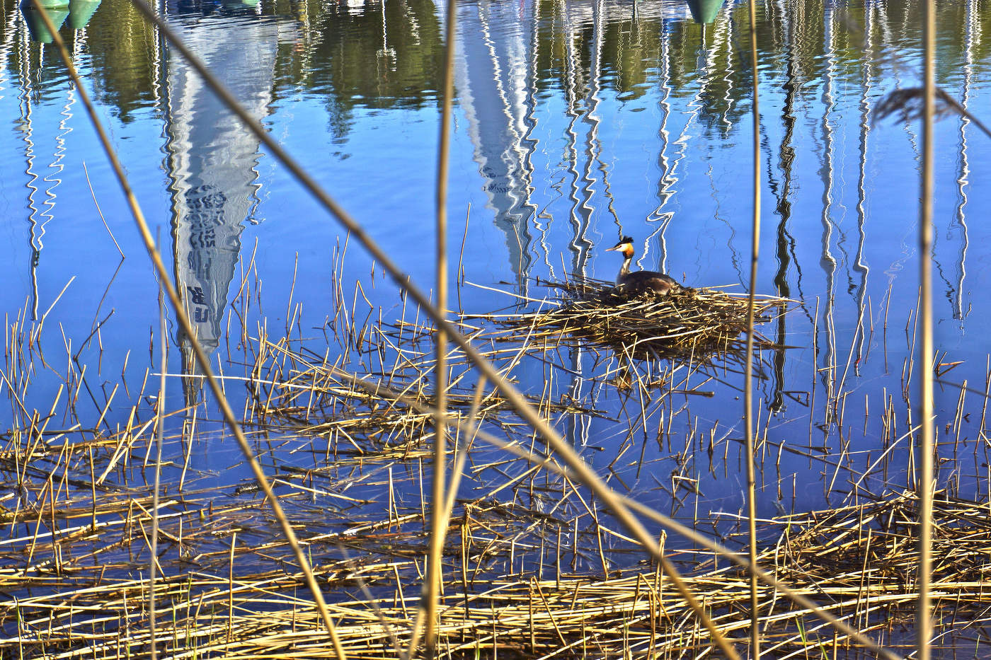 Чомгино бесстрашие