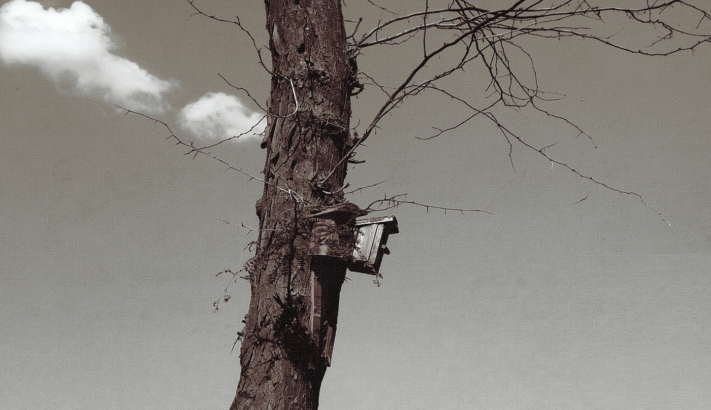 засыхающая акация