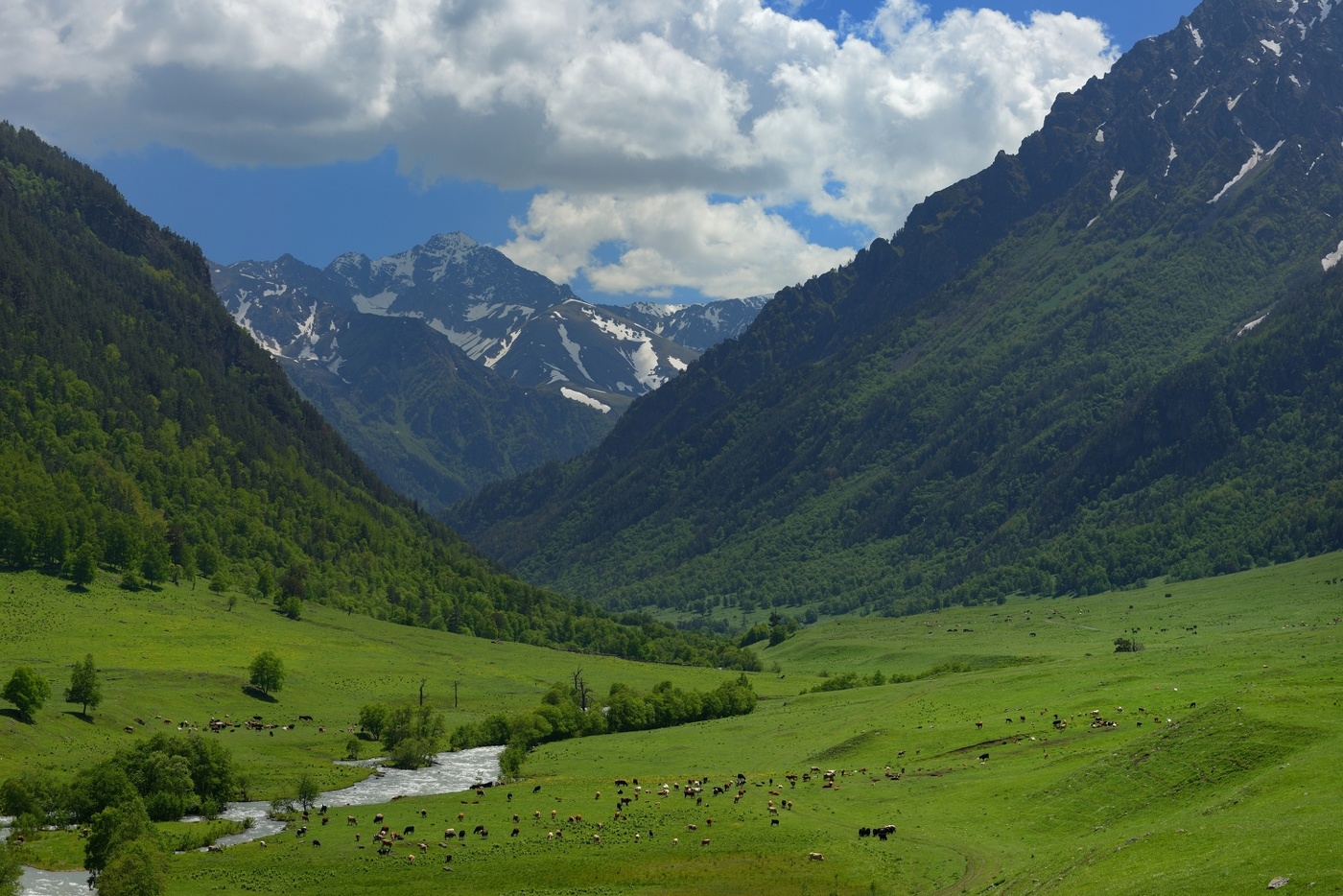 Коровий рай