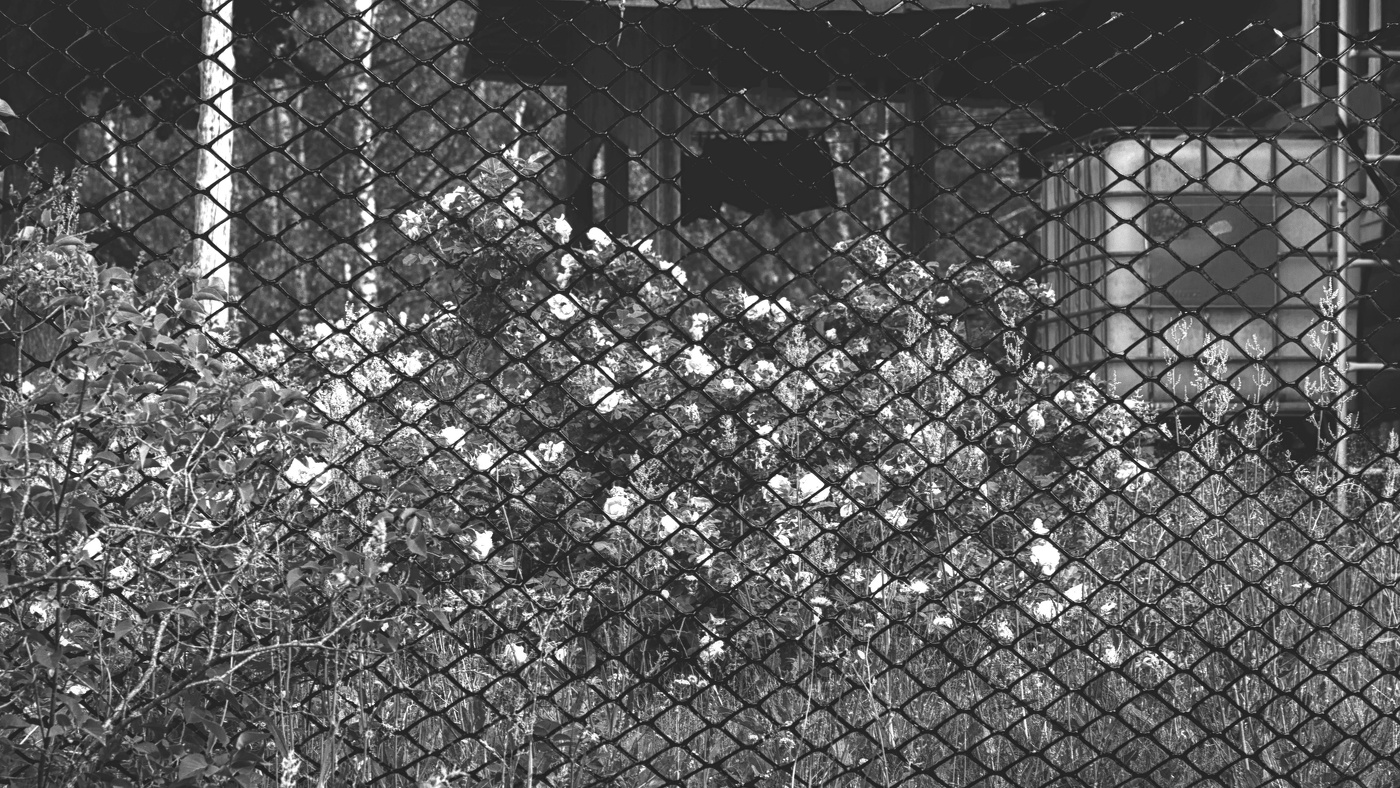 Жизнь вокруг