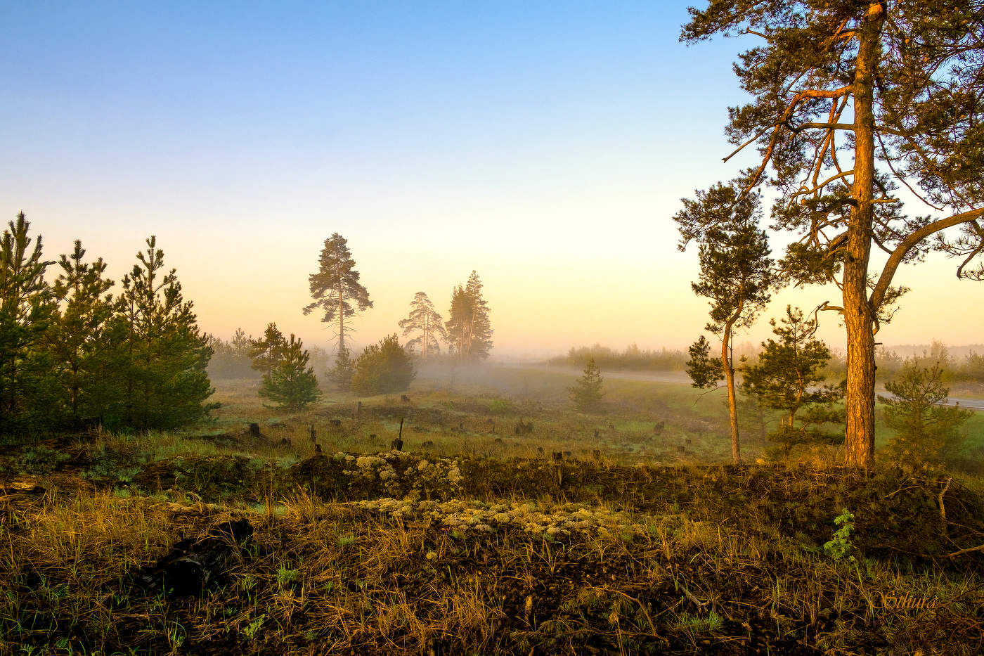 Вот такой лес.