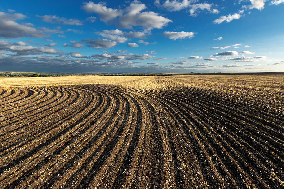 В осенних полях