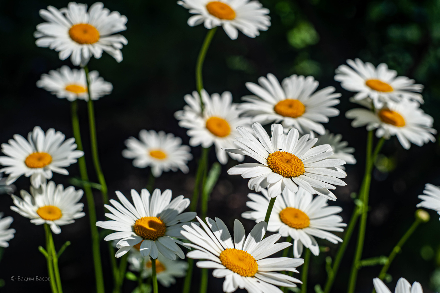 Всегда есть что-то красивое в поле зрения, даже если это просто ромашка.
