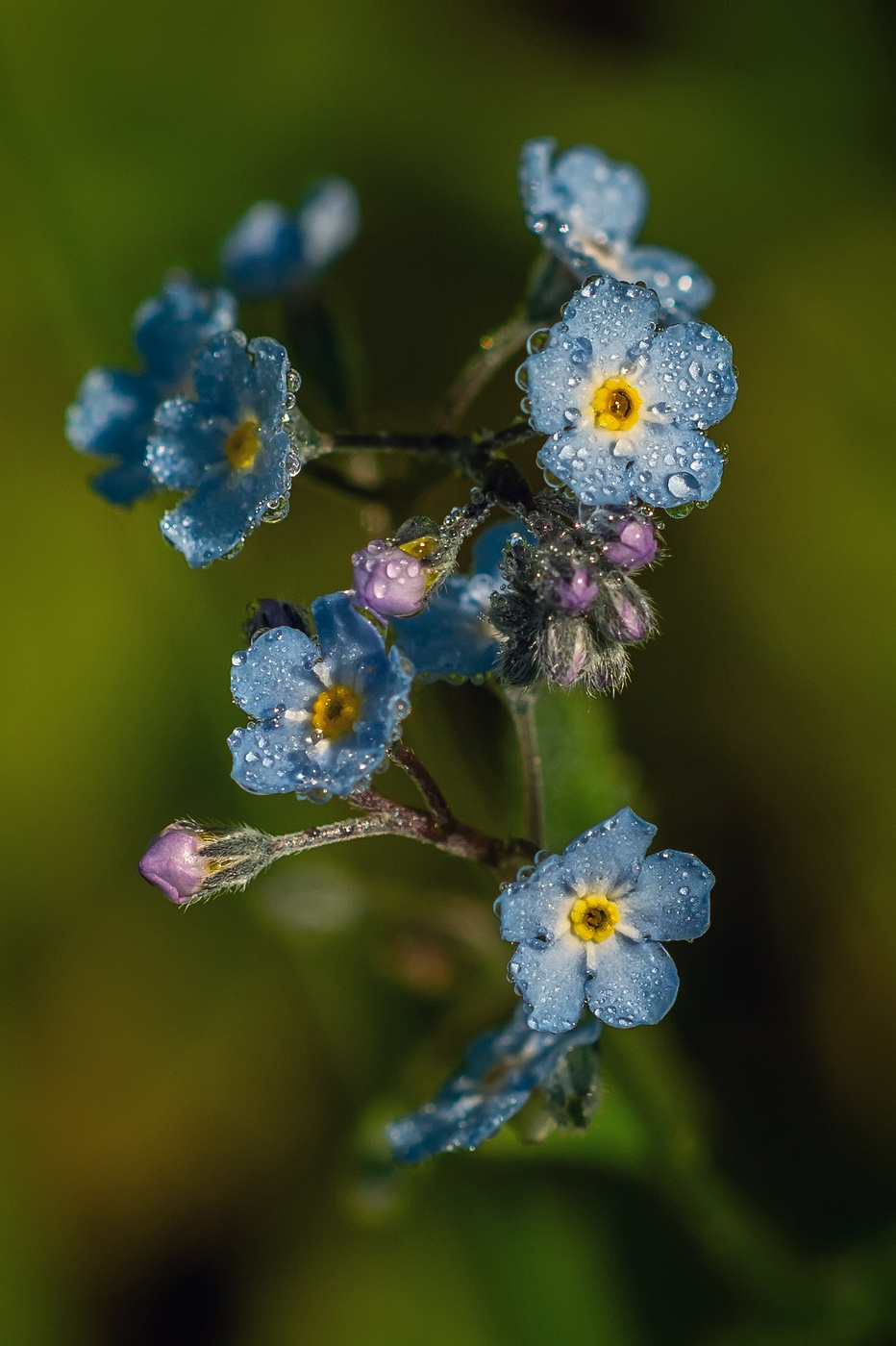 утренняя нежность