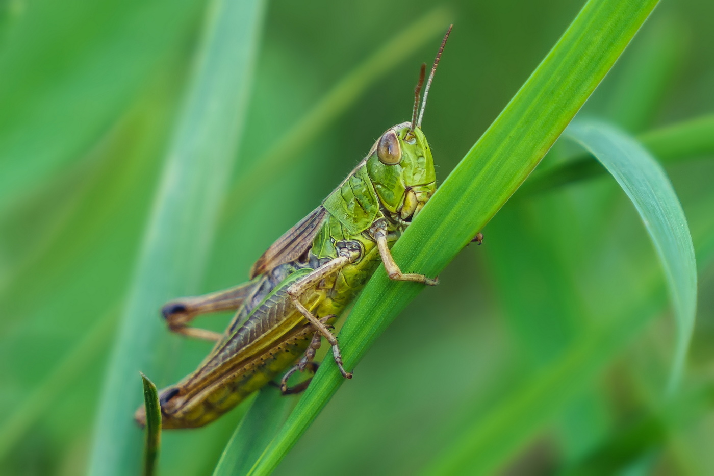 Он прыгает под небо, взлетая высоко...