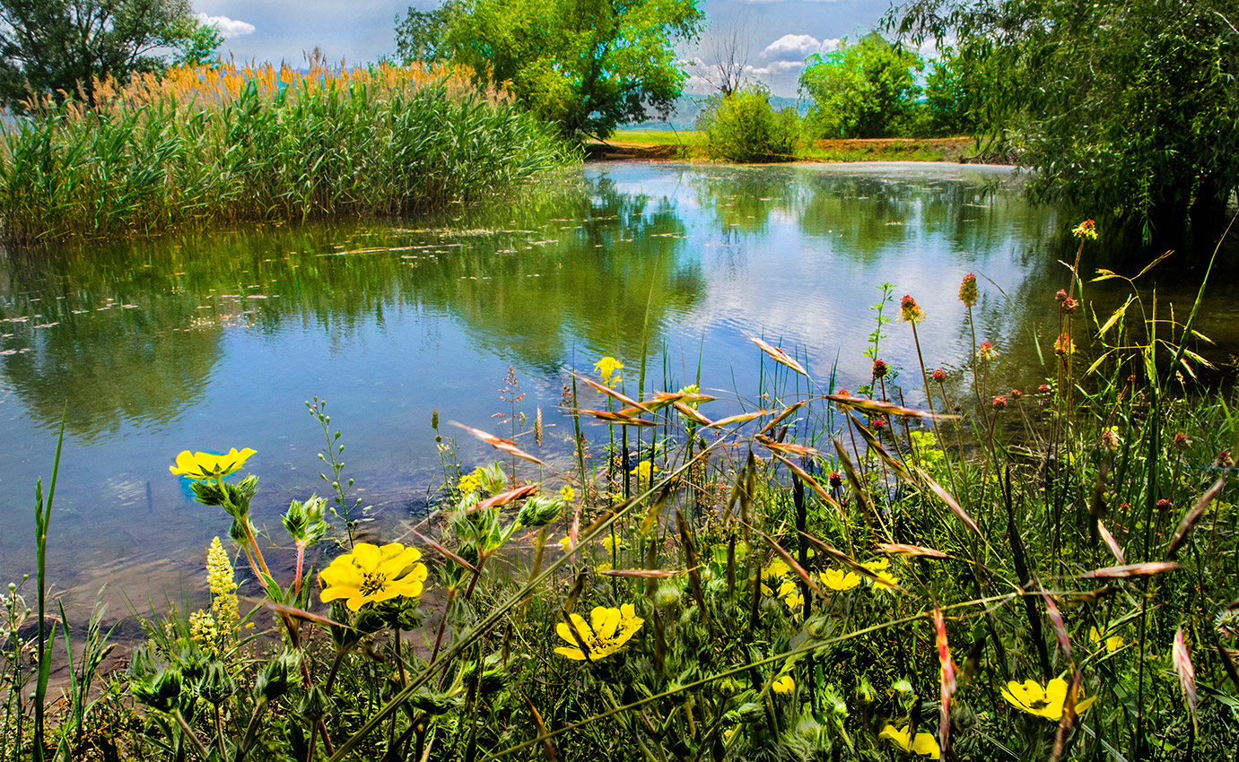 Сельский пруд