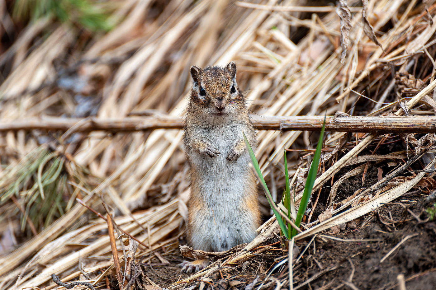 Я красивенький зверёк, маленький бурундучок!