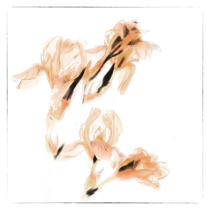 Ирисы на моем окне