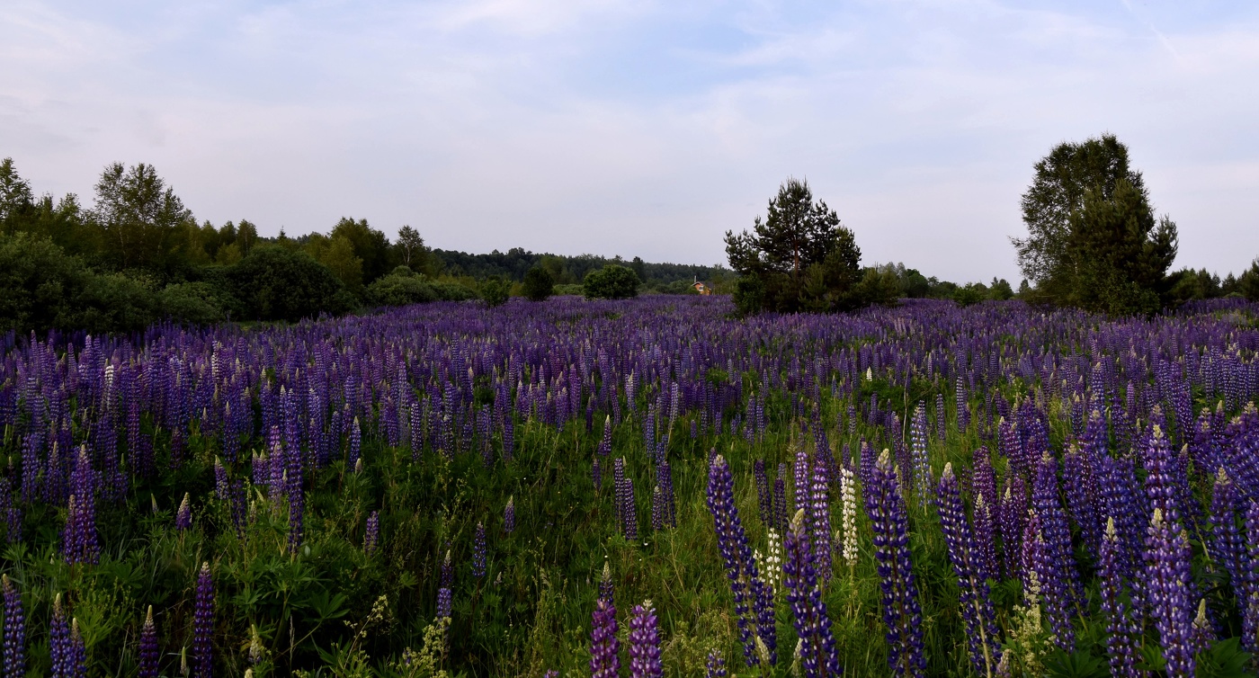 В краю люпинов