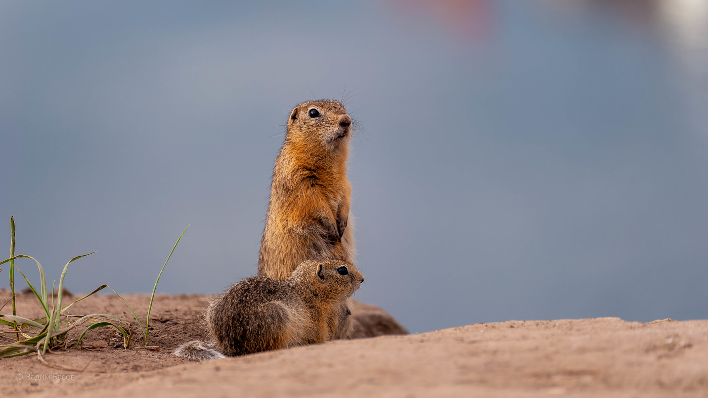 Мама и Детеныш.