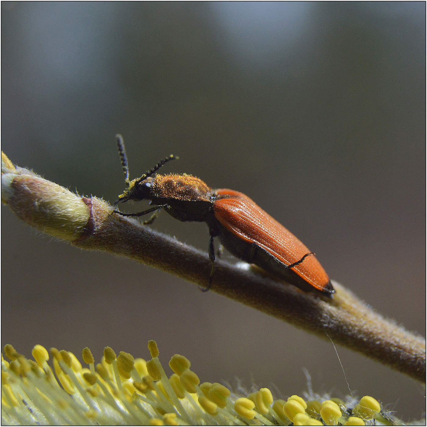 Долгий путь домой.