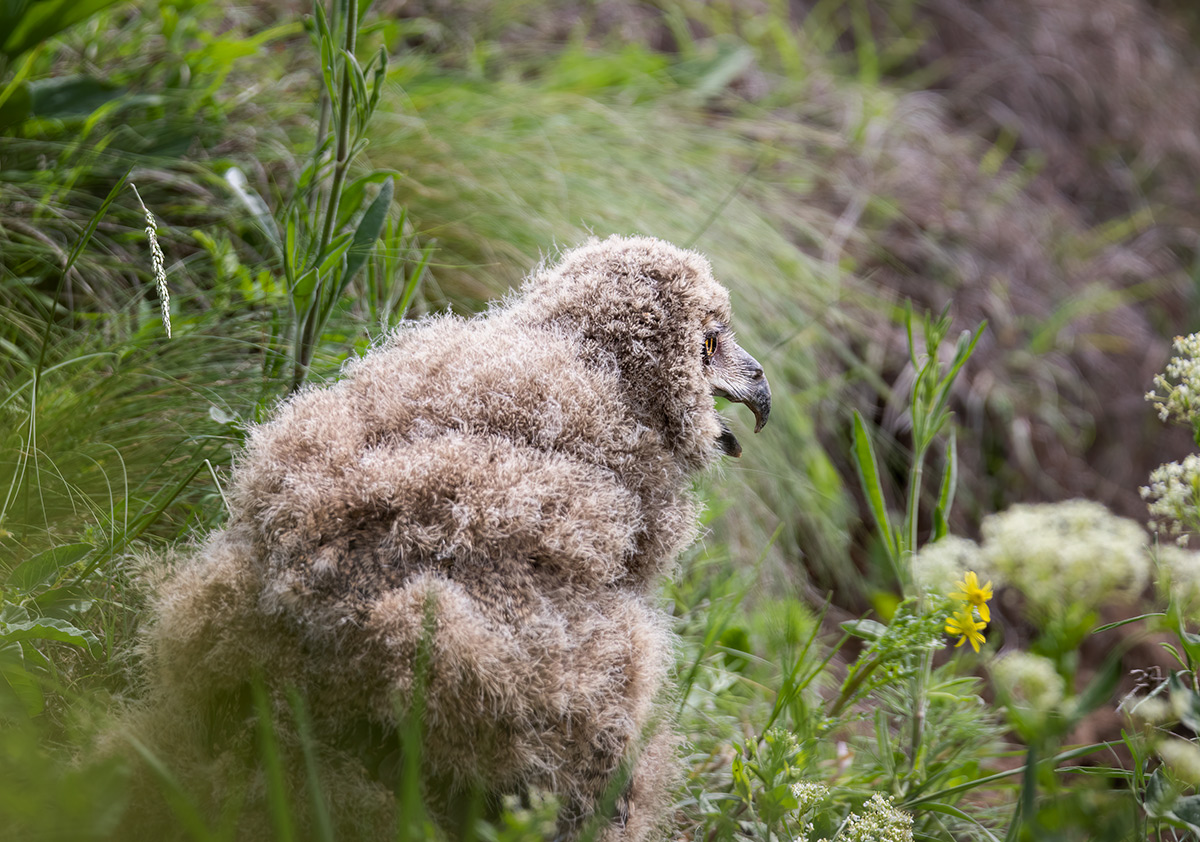 Чудо в перьях