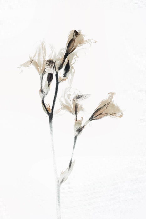 Ирисы на фоне оконной сетки от комаров ... и мух