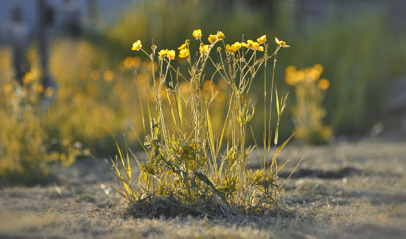 Летний вечер. Лютики