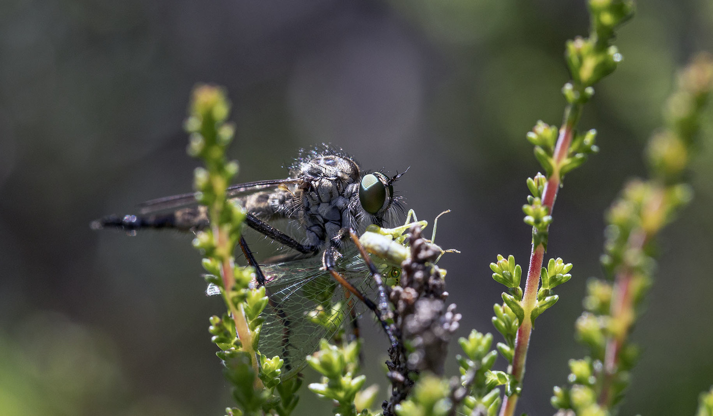 Ктырь за обедом...