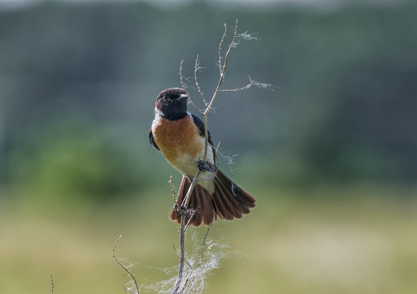 Черноголовый чекан.