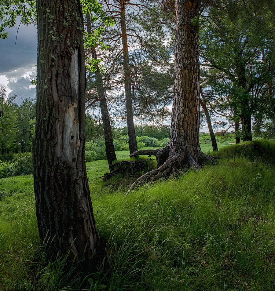 Перед ливнем.