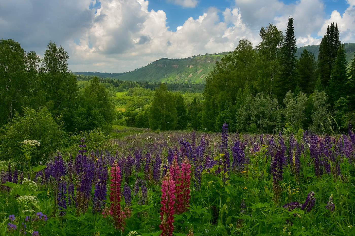 Царство люпинов