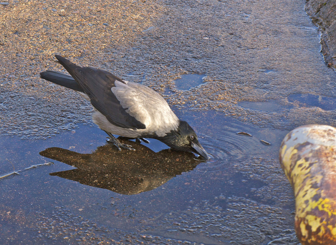 После дождя