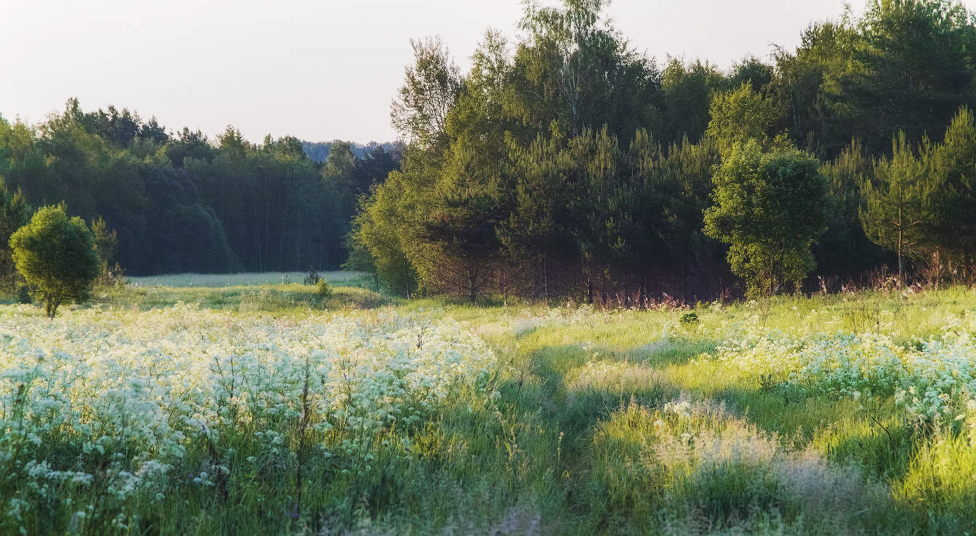 Утро на лугу