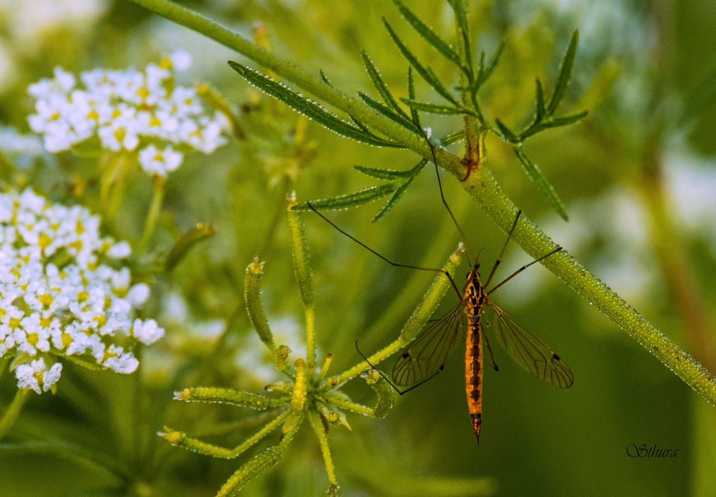 Большой комар.