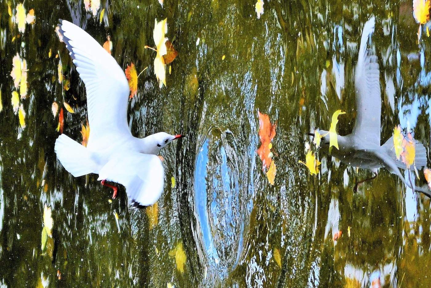 На встречу с отражением ...