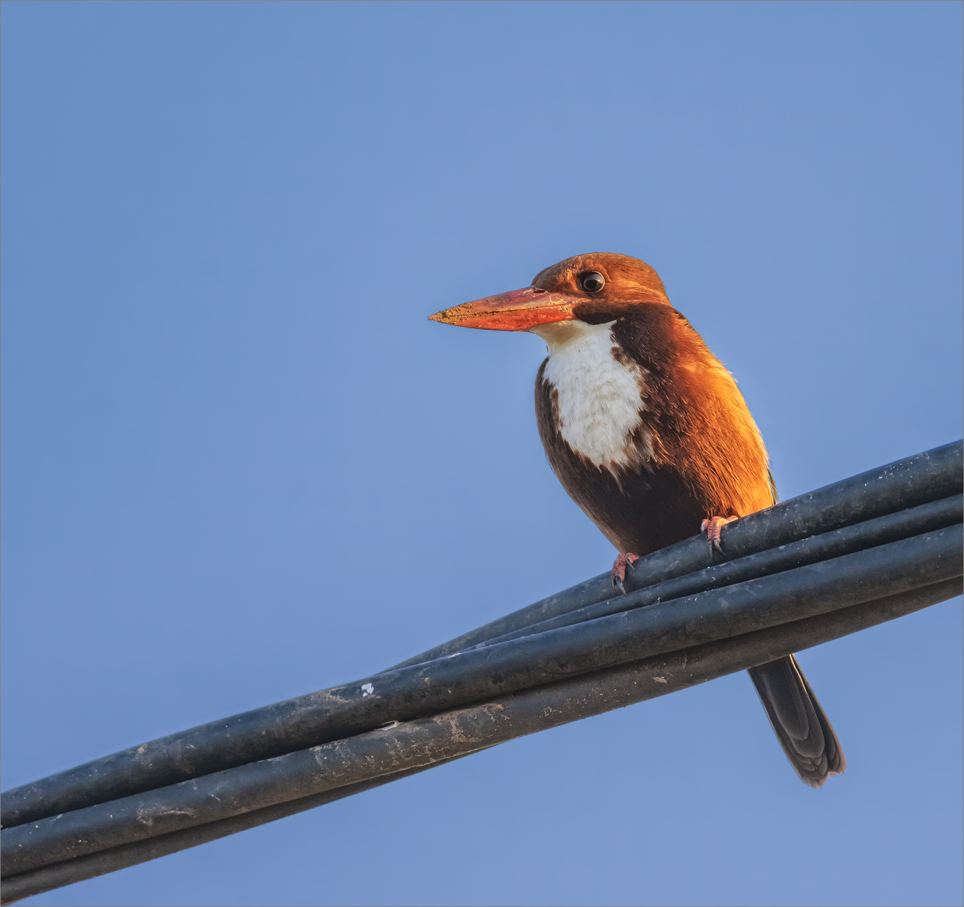 Красноклювая альциона в лучах заходящего солнца
